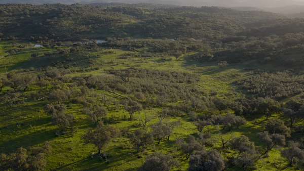 Pangea Elephant Sanctuary